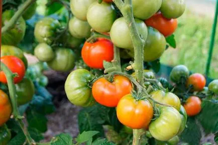 Tomate - betta, caracterizarea și descrierea soiului, randament, fotografie