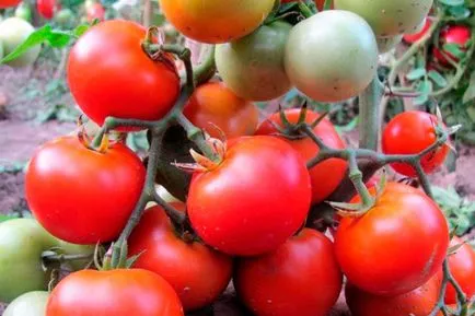 Tomate - betta, caracterizarea și descrierea soiului, randament, fotografie