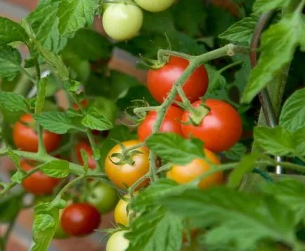 Tomate „beta“ descriere si caracterizare, de reproducere, de îngrijire, fotografie