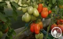 Tomate noutate Descrierea Transnistriei a soiului