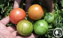 Tomate noutate Descrierea Transnistriei a soiului