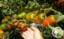 Tomate noutate Descrierea Transnistriei a soiului