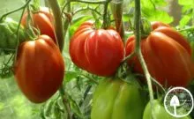 Tomate noutate Descrierea Transnistriei a soiului