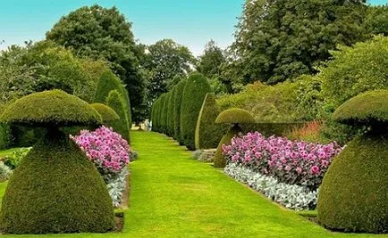 grădină Topiary, topiary propriile mâini, sfaturi utile, face propriile lor mâini