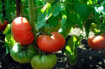 Tomate - Dragoste timpurie, caracterizarea și descrierea soiului, randament, fotografie