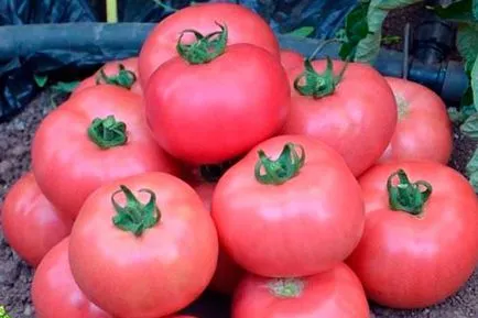 Tomate - Dragoste timpurie, caracterizarea și descrierea soiului, randament, fotografie