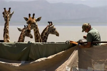 girafe Transport - știri în imagini