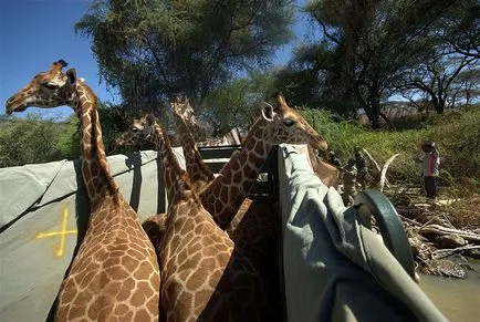 Szállítás zsiráfok - hírek képekben