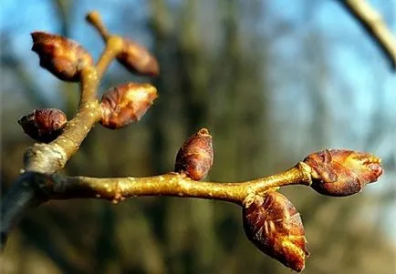 Műkertészet kert, műkertészeti saját kezét, hasznos tippeket, hogy a saját kezébe