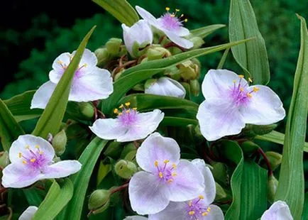 Tradescantia Anderson ültetés és gondoskodó növények