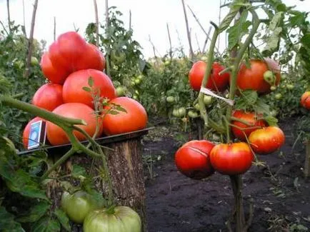 soiuri de tomate Sprint descriere timer, fotografii