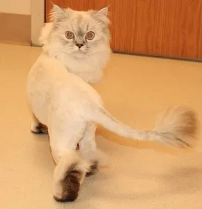 подстригване котка
