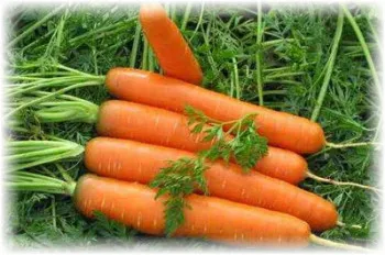 Curățarea morcovi și factori care afectează calendarul său