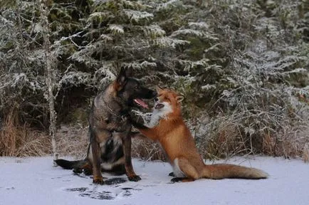 Невероятно приятелство лисица и куче