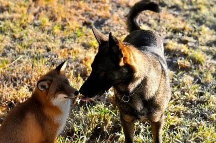 Csodálatos barátság róka és a kutya