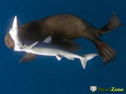 Seal vadászik a kék cápa