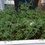 Kapor és petrezselyem növekvő az erkélyen otthon