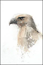 Lecke - Hogyan kell felhívni a madár akvarell szakaszaiban