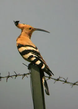 Hoopoe - egy