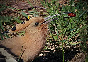 Hoopoe - egy