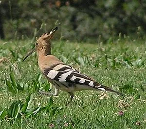 Hoopoe - egy