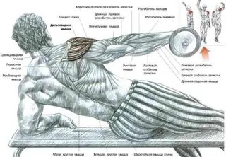 Exerciții pe mușchii centura scapulară