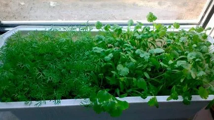 Kapor és petrezselyem növekvő az erkélyen otthon