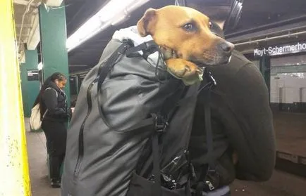 В метрото кучета в Ню Йорк може да бъде perevoziti tіlki в sumtsі диван сто