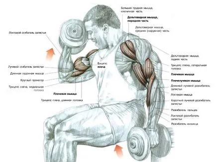 Gyakorlatok bicepsz elejére leghatékonyabb kézzel növekedés