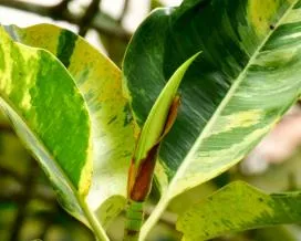 Грижа Ficus Еластика у дома