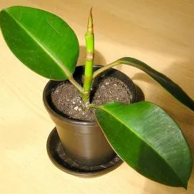 Грижа Ficus Еластика у дома