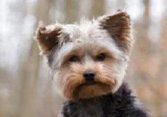 Ismerje meg, hogy hány élő Yorkshire terrier