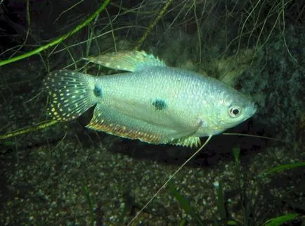 Törődés a akváriumi halak gourami