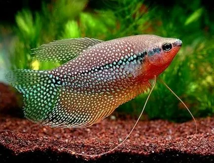 Törődés a akváriumi halak gourami