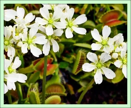 Vénusz légycsapója (Dionaea muscipula)