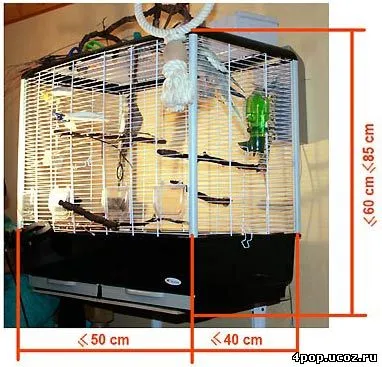Изборът жилища за един папагал, как да изберете клетка - малко грижи и soderzhinii - папагали - членове - 4