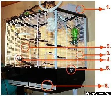 Alegerea locuințe pentru un papagal, cum de a alege o cușcă - un pic de îngrijire și soderzhinii - papagali - articole - 4