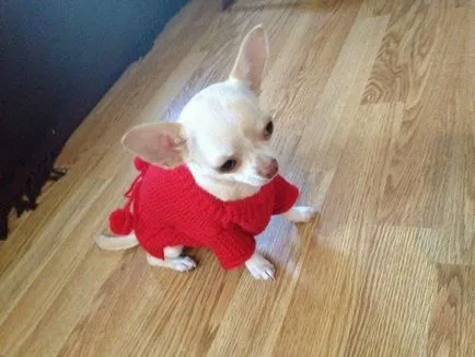 Válassza ruhát Chihuahua