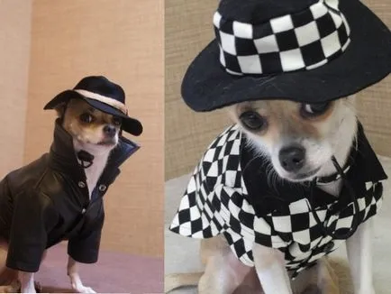 Válassza ruhát Chihuahua