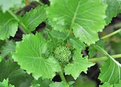 Cultivarea broccoli reguli și tehnici agricole - cabana