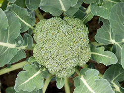 Cultivarea broccoli reguli și tehnici agricole - cabana