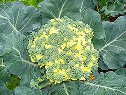 Cultivarea broccoli reguli și tehnici agricole - cabana