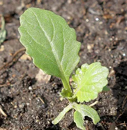 Cultivarea broccoli reguli și tehnici agricole - cabana