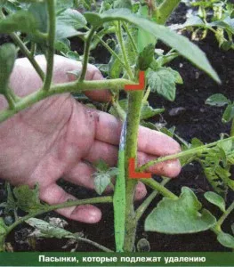 Cultivarea tomate în câmp deschis - se pregătesc pentru video de recoltare