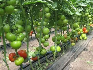 Cultivarea tomate în câmp deschis - se pregătesc pentru video de recoltare