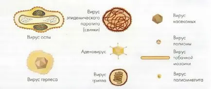 Патогените като вируси, микробиология