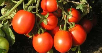 Ние растем домати в градината
