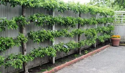 Ние растем овощна градина на стената ...