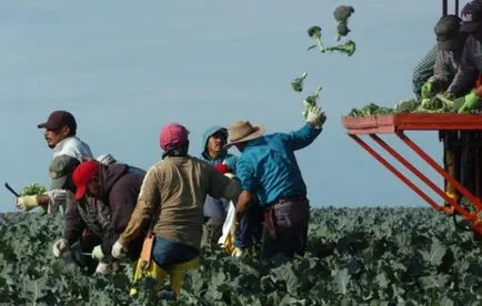 Cultivarea broccoli în tehnologia de câmp deschis