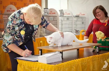 Cat Show в отделение за интензивно лечение - ICU - Internetional котка съюз